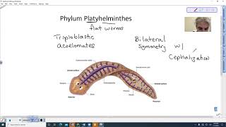 Platyhelminthes Introduction [upl. by Semajwerdna]