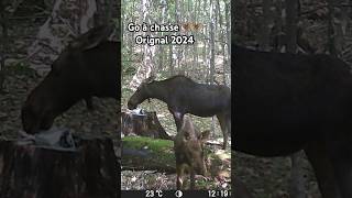 Chasse à l’orignal 2024 à l’arc 🫎🌲 moosehunting chasseur bowhunting orignal chasseorignal qc [upl. by Alehcim204]