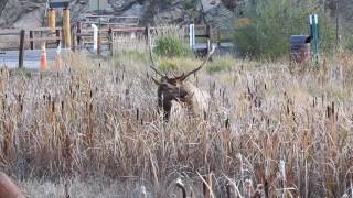 Bull elk mating cow [upl. by Anihsat213]