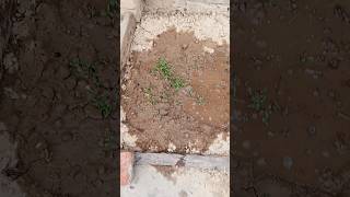 Why garden having seedling 🌱birds aseelmurga gardening subscribe [upl. by Romelda526]