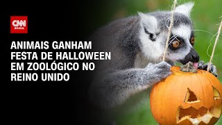 Vídeo animais ganham festa de Halloween em zoológico no Reino Unido [upl. by Anahcar247]