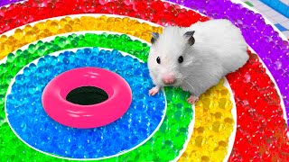 DIY Hamster Maze with Orbeez  Rainbow Pool [upl. by Ventre]