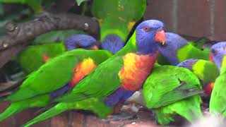 Lorikeet behaviour in Dr Roms Bird Sanctuary [upl. by Eanahc]