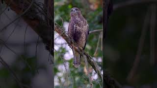 Common Buzzard  Mäusebussard shorts [upl. by Mellisent41]