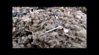 Composting rabbit manure with redworms [upl. by Tihom604]