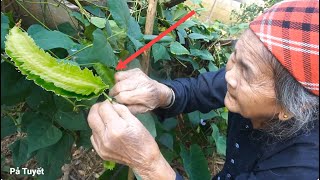 The Old Woman Fished Harvested Winged Bean ampSolanum Procumbens To Cook Life In The Rural Mountains [upl. by Elke670]