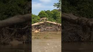 ONÇA PINTADA CAÇANDO NO PANTANAL shortsviral onça oncapintada viralvideos viral [upl. by Dez604]