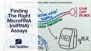 Finding The Right MicroRNA miRNA Assays  Ask TaqMan 31 [upl. by Ytsim401]