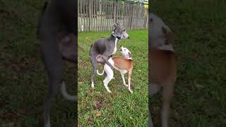 America Digs Italian Greyhound [upl. by Solegnave]