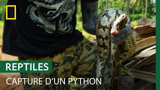 Des fourmis de feu compliquent la capture dun python de trois mètres [upl. by William]