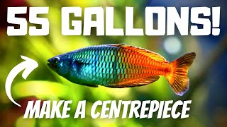 Top 7 Fish For A 55 Gallon Aquarium Stocking Ideas [upl. by Alexander]