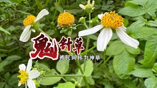 鬼針草，民間神奇之草，我家一般代茶喝效果好作用大Bidens pilosa recipe [upl. by Solita162]