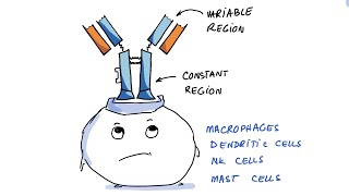 3rd Pfizer Vaccine Shot Increases Noninflammatory IgG4 [upl. by Sharpe]