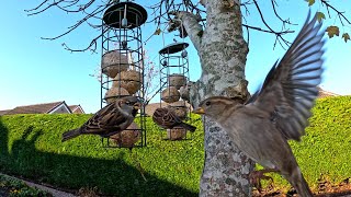 Bird Feeders 031124 [upl. by Hendrix]