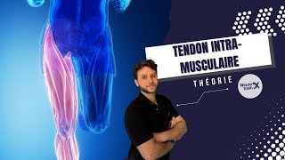 Les lésions MUSCULAIRES GRAVES Tendon INTRAMUSCULAIRE  En théorie [upl. by Enneirdna]