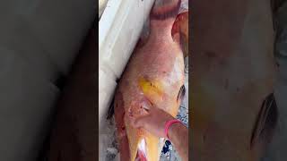 Sick one hogfish spearfish spearfishing downunder [upl. by Akiram895]