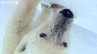 HD Wild Polar Bears Playing Football  Polar Bear Spy On The Ice Preview  BBC One [upl. by Asemaj963]