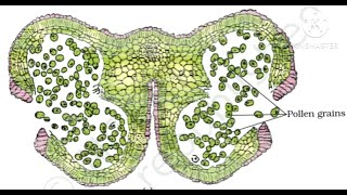 Microsporogenesisncertbiology [upl. by Ariamo]