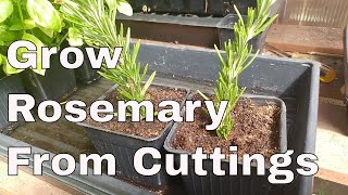 How To Grow Rosemary From Cuttings Two Ways BOTH Easy [upl. by Borlase538]