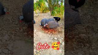 ChickenRoosterPartridgeDuck GoosesGuinea fowl chicken funny cute youtubeshorts [upl. by Hengel]