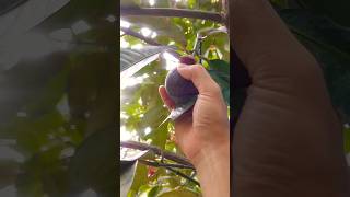 how to pick a mangosteen fruit from the tree [upl. by Duane]