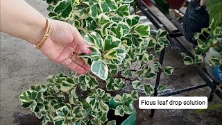 Ficus triangularis best care tips [upl. by Ainotal]