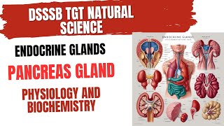 Pancreas Gland Physiology and Biochemistry for DSSSB TGT NATURAL SCIENCE pancreas [upl. by Liz811]