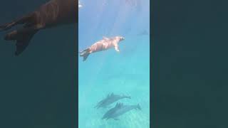 The dolphins seemed agitated and the seals couldnt care less haha dolphins seals gopro hawaii [upl. by Idaline945]