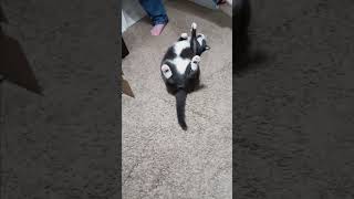 Smokey playing semi dead  purrfectlyhilarious catfunny purrfectlyfunny [upl. by Onej]