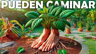 ¿Y si las plantas PUEDEN CAMINAR [upl. by Carree455]