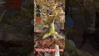 Rinvaso di un acero palmato per il suo buon sviluppo P1 hiryuen andreameriggioli bonsai 飛龍園 [upl. by Iramo]