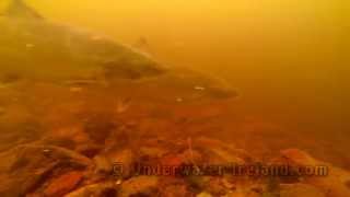 Fishing salmon underwater fishcam Drowes Fishery Ireland Рыбалка лосось подводная видео охота [upl. by Yvaht]