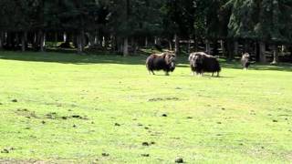 Toros almizcleros en Alaska No hacer esto en casa Da dolor de cabeza [upl. by Legnalos]