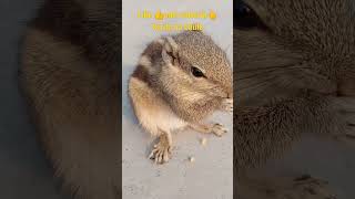 🐿️😍 प्यारी गिलहरी अनाज कितने आनंद से खा रही  squirreleatingfood squirrelshound squirrelvideo [upl. by Slavin]