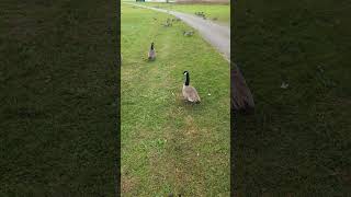 Hannibals Observations About Canada Goose Behavior [upl. by Verge625]