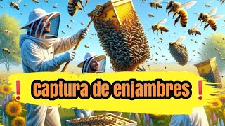 Captura de Enjambres Un espectáculo de la naturaleza en tres actos [upl. by Pages77]