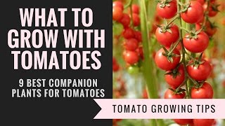 Companion plants for tomatoes  9 Plants you should grow with tomatoes [upl. by Ainwat855]