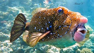 La métamorphose du poisson coffre jaune Ostracion cubicum [upl. by Locke]