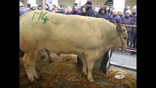 Fiera Bue Grasso e del Manzo della Razza Bovina Piemontese [upl. by Linc]