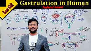 Gastrulation Embryology  Gastrulation in Human class 12 by Irtisams Biology [upl. by Jarita]