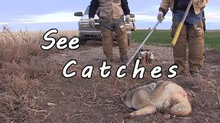 Trapping Coyotes in Agriculture Trailer [upl. by Hogarth651]