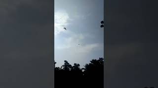 Pigeon flying birds kobutor flying 🪽 shortvideo reels viral video [upl. by Alexis]