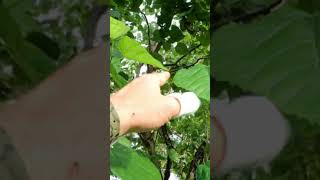 Checking our Morus alba Common Mulberry Tree for fruit [upl. by Rafi]