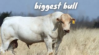 Biggest Bulls amp cows in the World 20232024 byanimalwondery [upl. by Sherri]