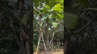 Madhuca longifolia bark and leaves [upl. by Bran]