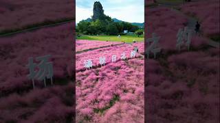 A field of muhly grass like a dream travel nature vacation beautiful scenery relaxing [upl. by Demmahum802]