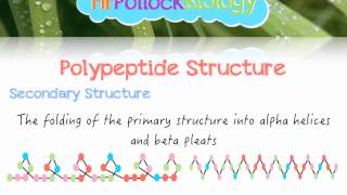 Biochemistry Polypeptides Proteins [upl. by Namaan]