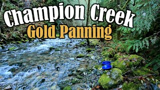 Is there still gold at Champion Creek  Bohemia Mining District Oregon [upl. by Initsed]