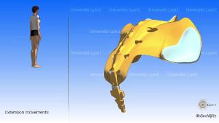 Arthrology of the pelvis The sacrococcygeal joint [upl. by Lazes]