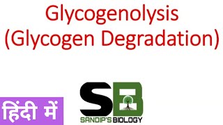 Glycogenolysis  Glycogen metabolism in Hindi [upl. by Etteniotnna861]